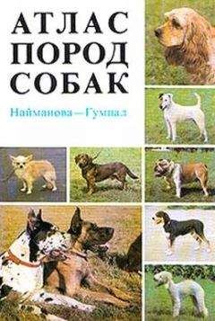 Борис Хигир - Как зовут вашу собаку