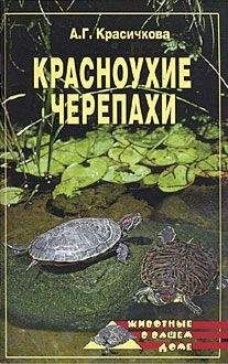 Валентин Михайлов - Морская свинка