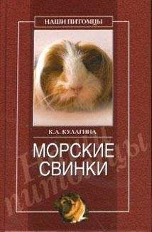 Михайлов Валентин - Морская свинка
