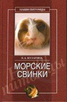 Валентин Михайлов - Морская свинка
