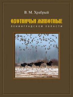 Дмитрий Калинин - Домашний хорек и его предок