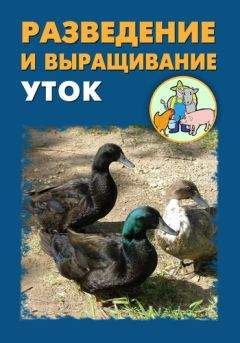 Джон МакКормак - Айболит из Алабамы. Героические будни сельского ветеринара