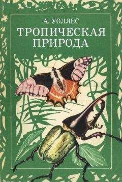 Андрей Куприянов - Арабески ботаники