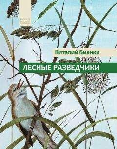 Николай Сладков - Лесные тайнички (сборник)