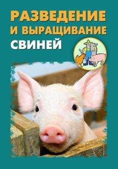 Илья Мельников - Разведение и выращивание свиней