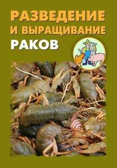 Илья Мельников - Разведение и выращивание цесарок