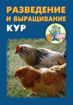 Илья Мельников - Разведение и выращивание кур
