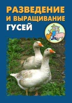 Илья Мельников - Разведение и выращивание цесарок