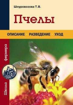 Татьяна Шнуровозова - Пчелы