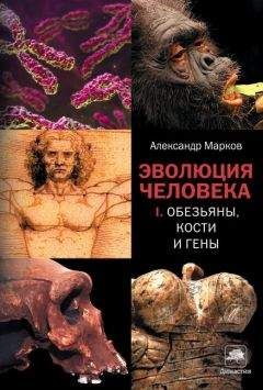 Александр Белов - Антропологический детектив. Боги, люди, обезьяны...