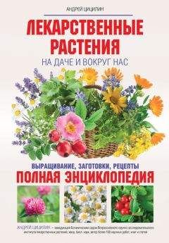 Алевтина Корзунова - Лекарственные растения в кулинарии