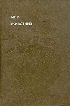 Игорь Акимушкин - Мир животных. Насекомые. Пауки