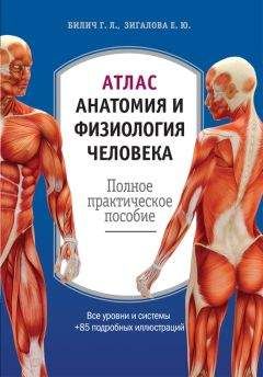 Виталий Епифанов - Атлас профессионального массажа