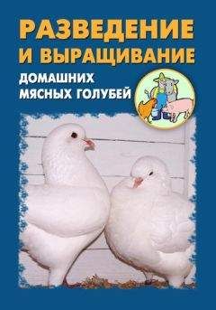 Илья Мельников - Разведение и выращивание индеек