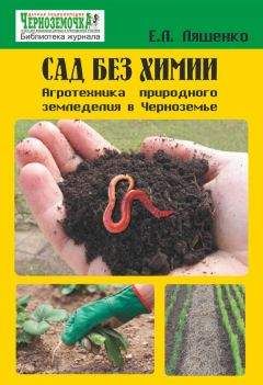 Р. Ноздрачева - Вишня