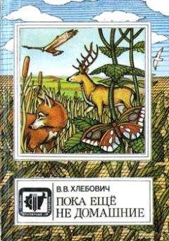 Джой Адамсон - Пятнистый сфинкс. Пиппа бросает вызов (с иллюстрациями)