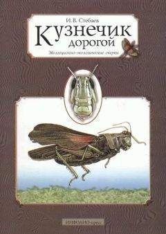 Сергей Ижевский - Удивительный мир жуков