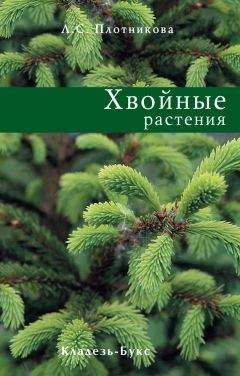 Лилиан Плотникова - Хвойные растения