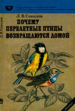 Хайнц Зильман - В стране драконов и сказочных птиц